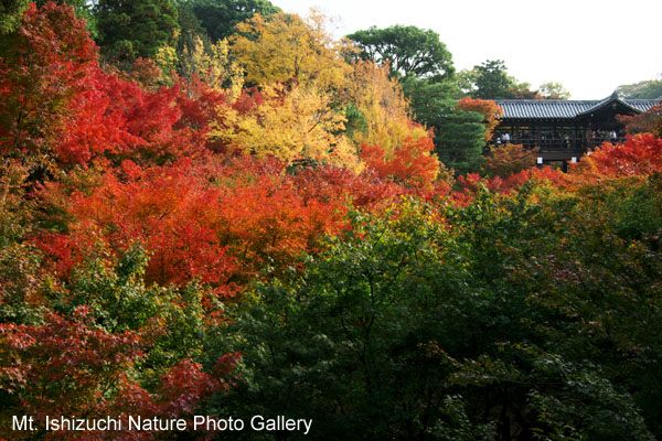 kyoto (002)